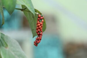 A bunch of red pepper berries hanging from a tree.