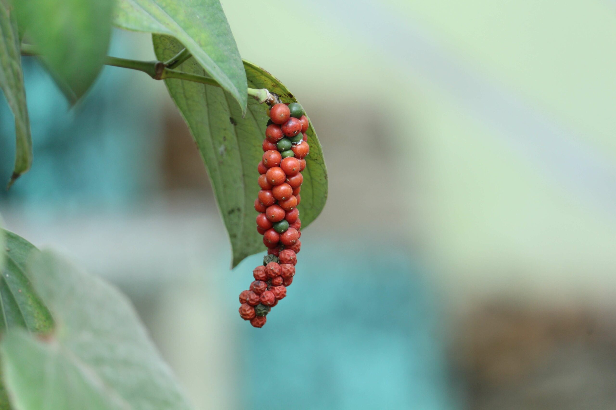 An image of a red berry that is used for the production of pepper.
