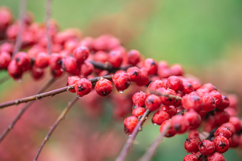 Les baies du sumac