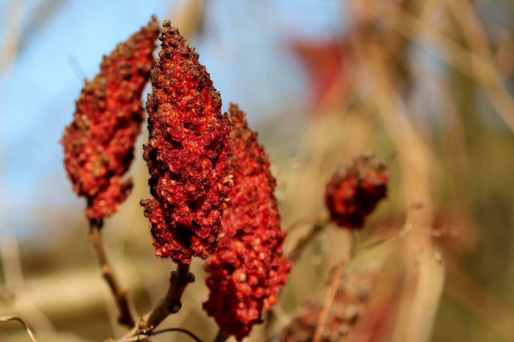 Le sumac : épice méconnue aux saveurs uniques