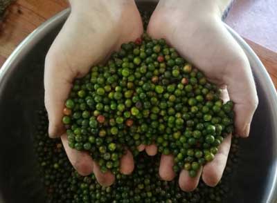 life of spice, black pepper, Pepper and Its Medicinal Uses